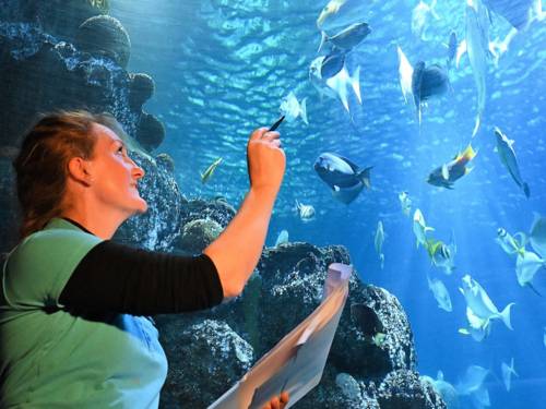 Frau zählt Fische im Aquarium.